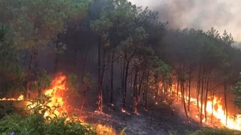 Лесной пожар в провинции Нгеан, 30 апреля 2024 года. Фото: VGP