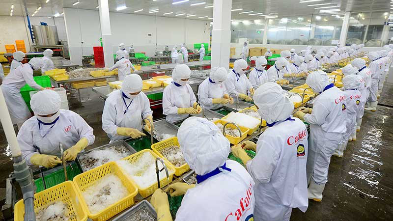 Переработка водных продуктов в АО Cafatex (провинция Хаужанг). Фото: Чан Куок