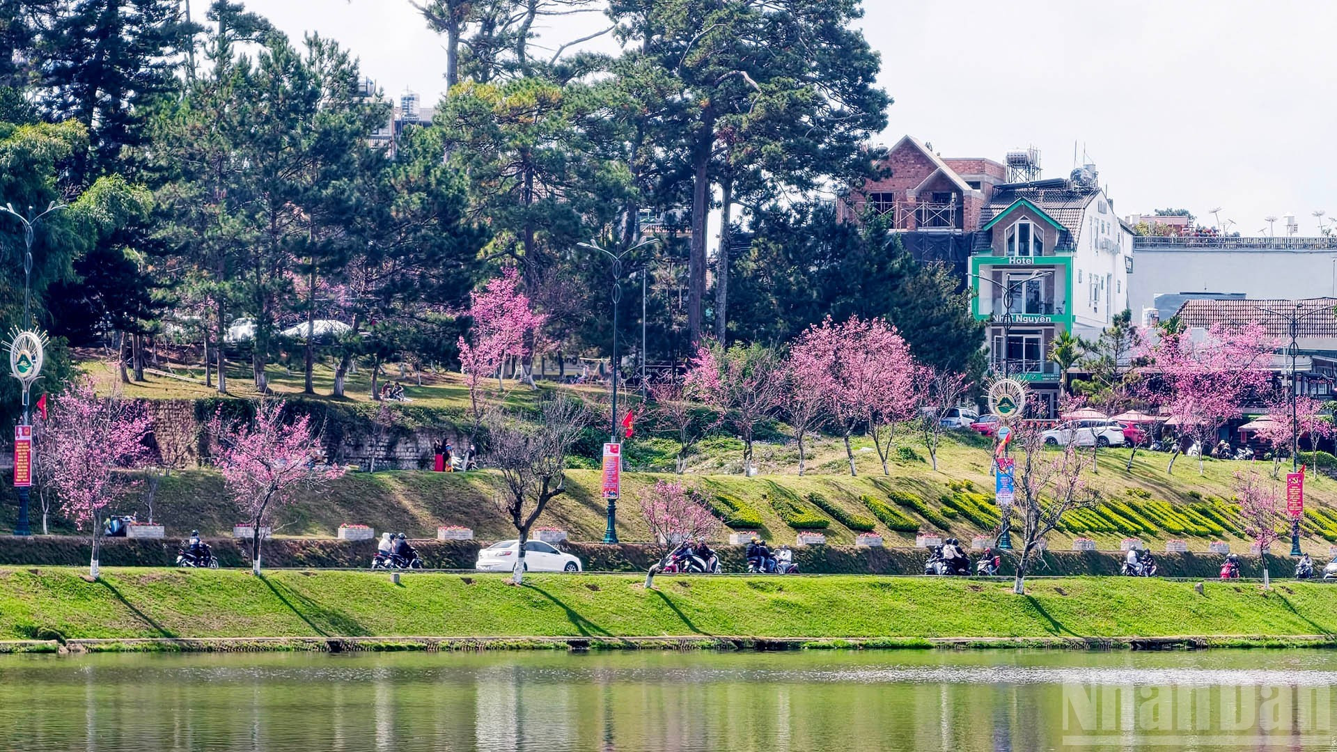 Долгожители Далата утверждают: в этом году цветение вишневых деревьев – самое пышное за многие десятилетия. В этот сезон цветущий Ламдонг предстает как чарующая весенняя картина.