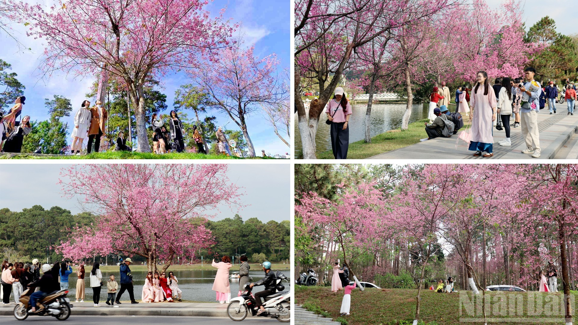 В это время года склоны холмов, дороги и городские подьемы на плато Лангбианг залиты розово-лиловым цветом вишневых деревьев.