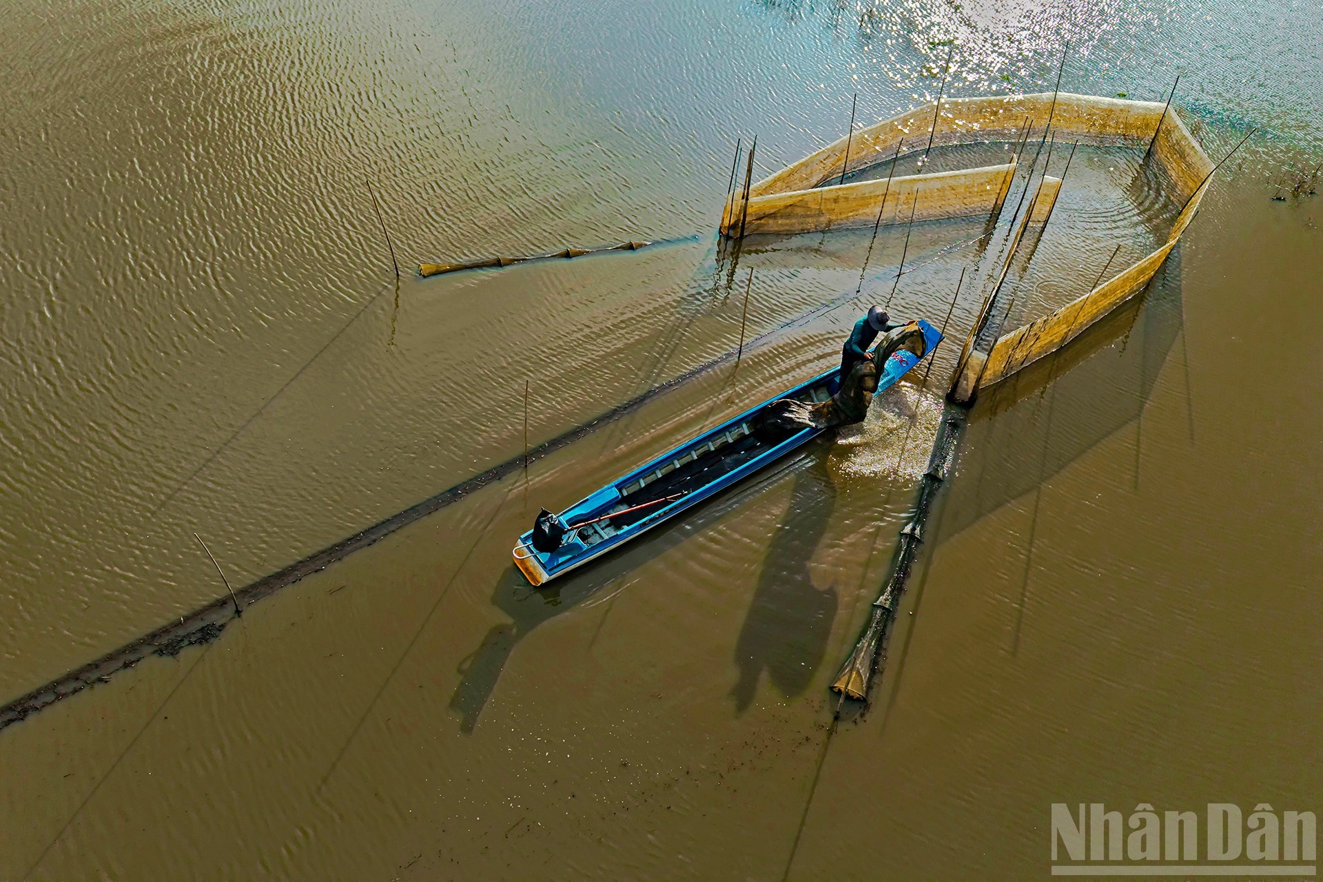 Сбор креветок и рыбы из ловушек.