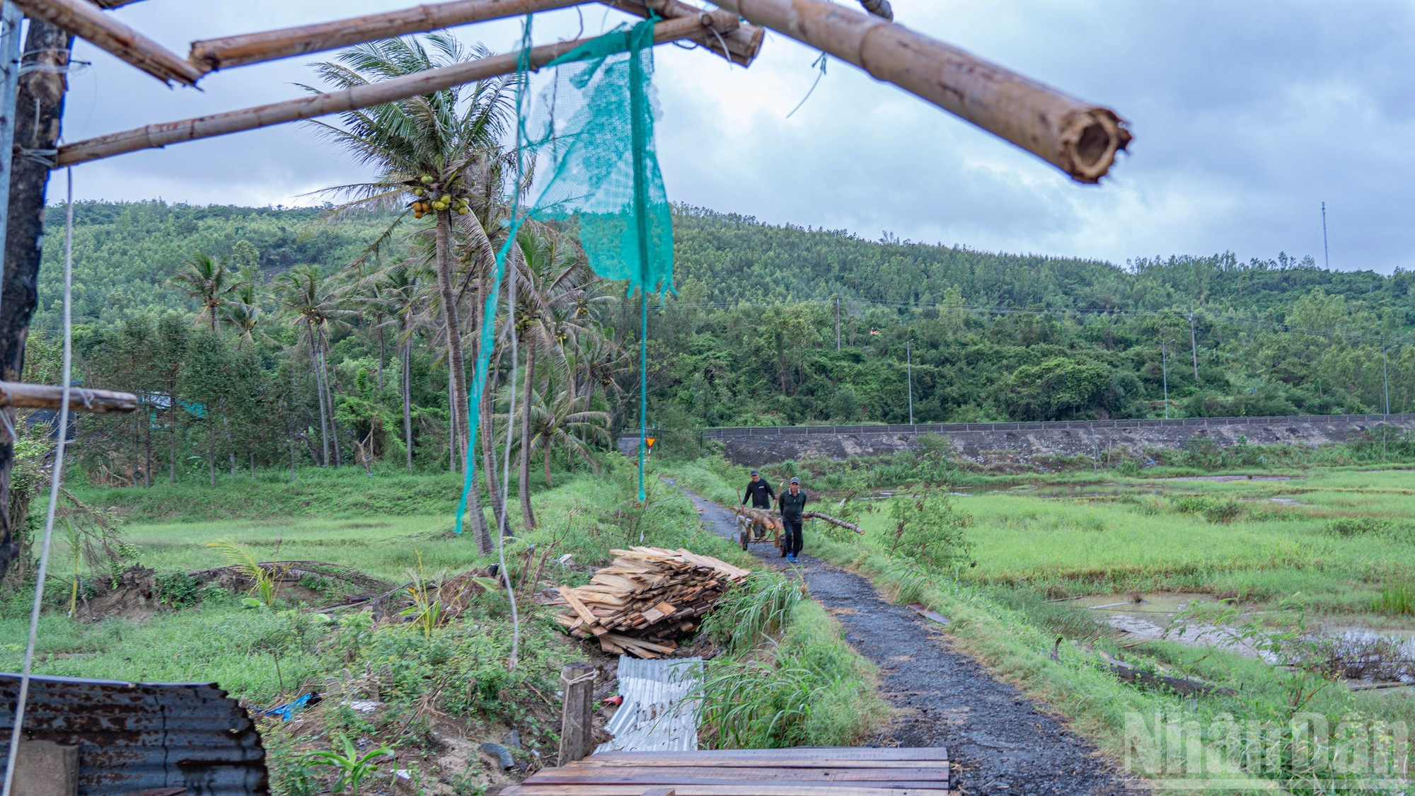 Новые бревна непрерывно доставляются на «стройплощадку».