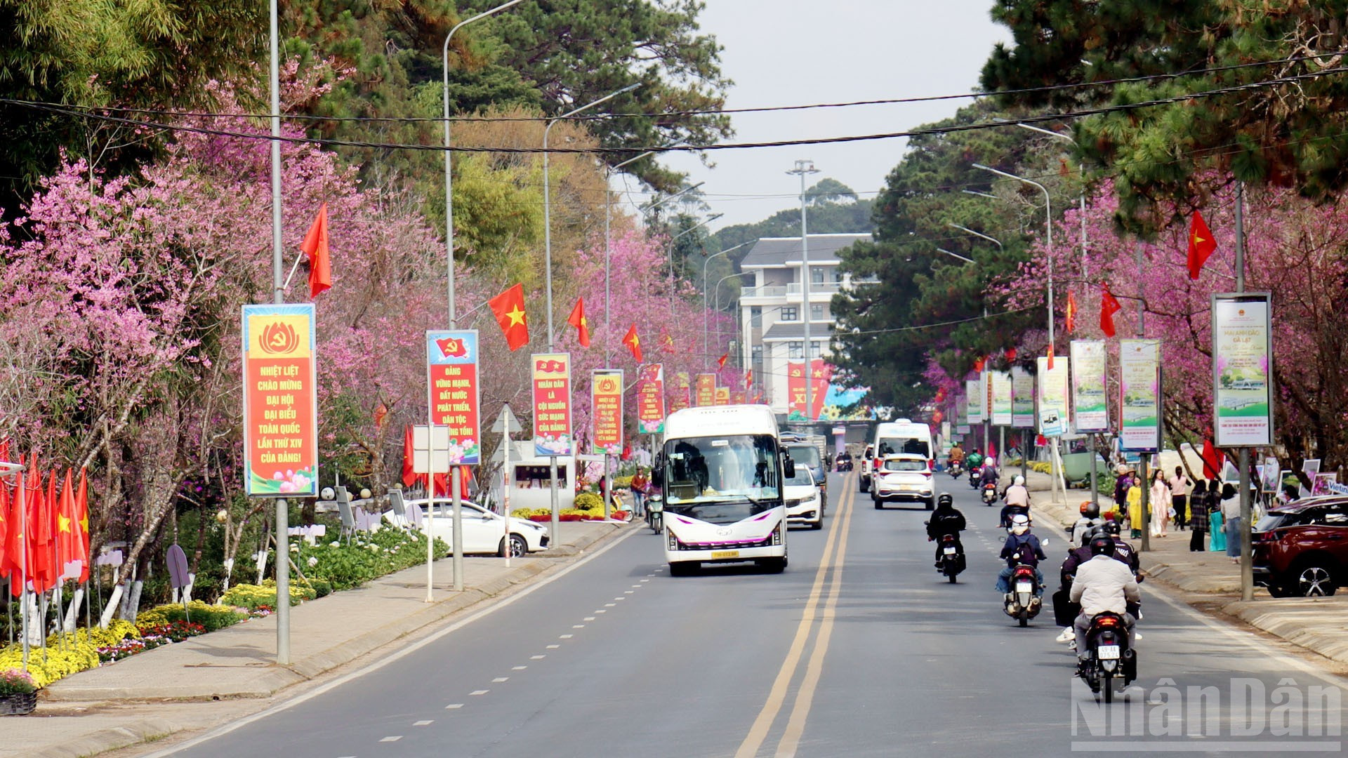 Вишневые деревья пышно цветут вдоль центральных улиц Далата, наполняя город ярким розовым дыханием весны.