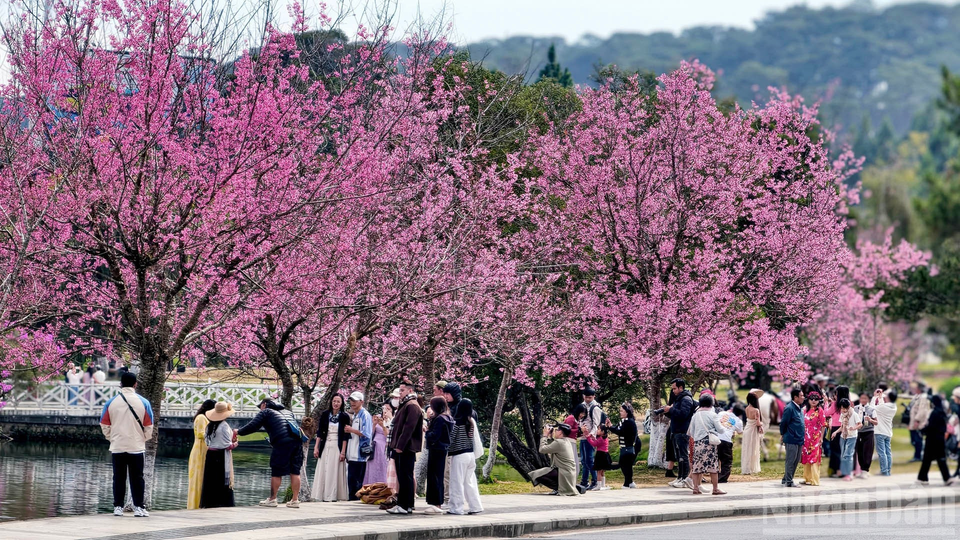 Пространства, утопающие в цветении вишневых деревьев на горных улицах Далата, расцветают во всей красе. Их цвет – словно «розовые губы любимого человека», заставляющие души странников замирать в изумлении и упоении.