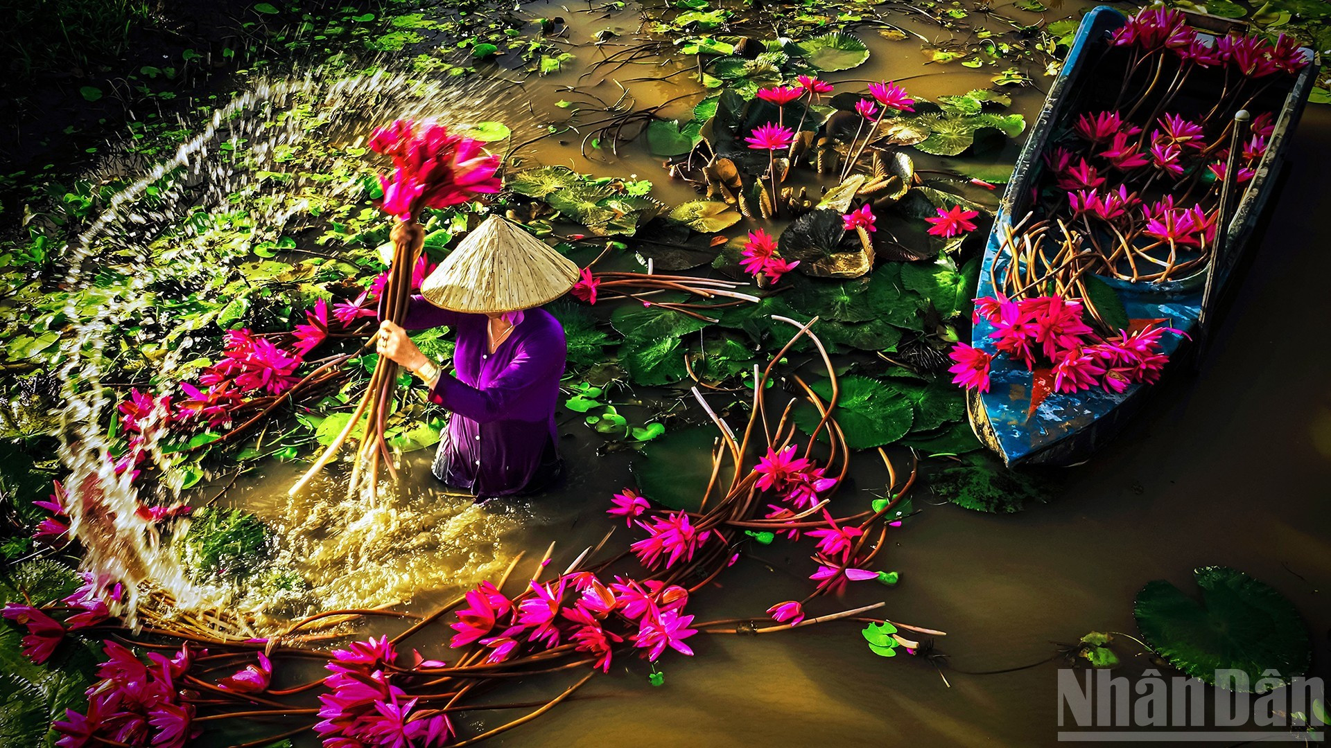 Пора цветения кувшинок.