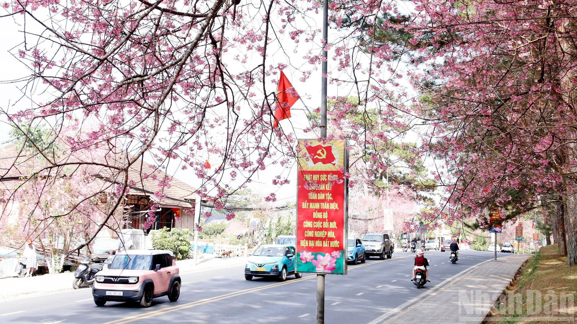 Дороги Ламдонга – края тысячи цветов – утопают в цветении вишневых деревьев.