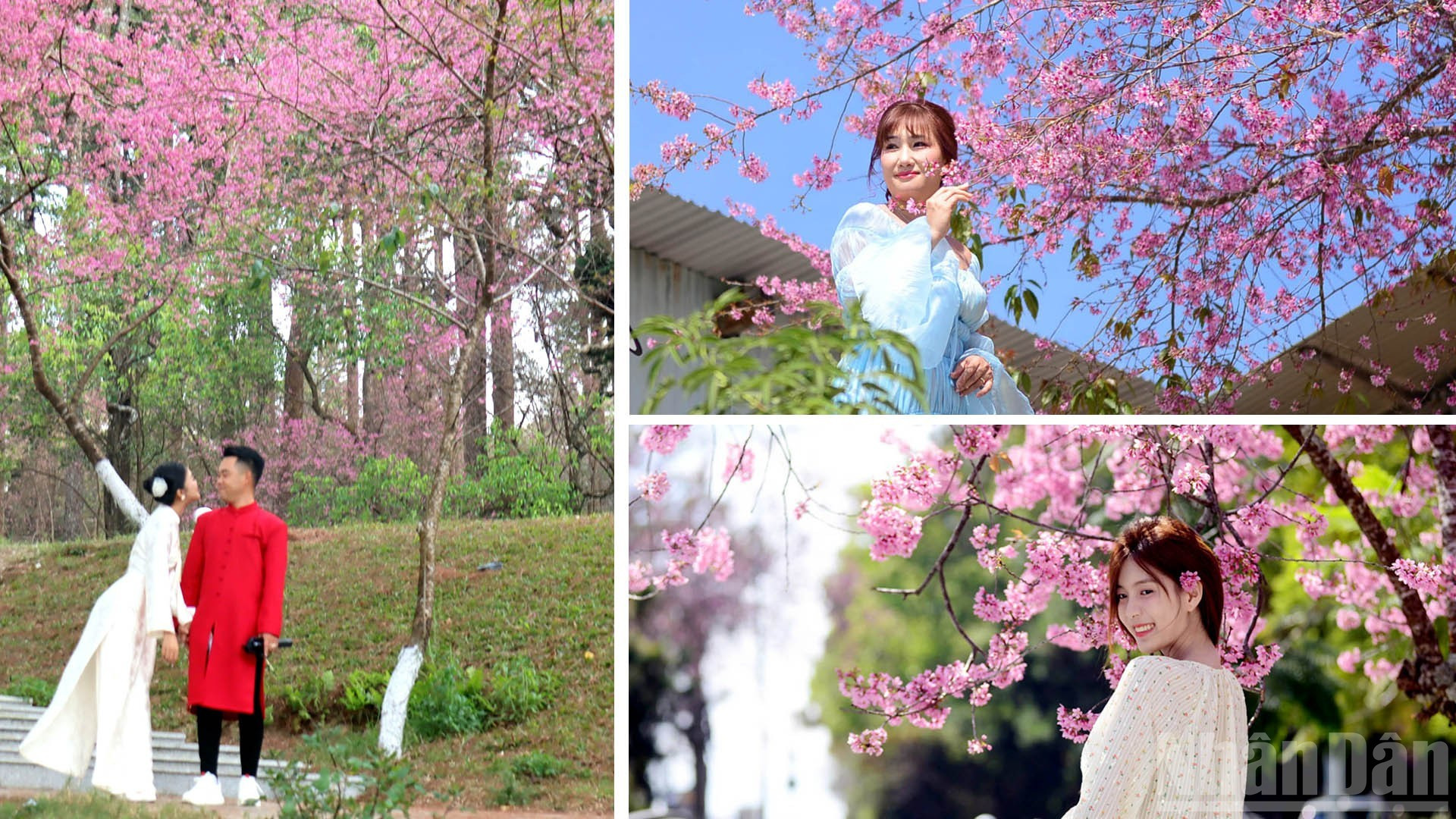 Прогуливаясь по Далату в эту пору, неспешно шагая по уютным дорогам под кронами цветущих вишневых деревьев, кажется, будто плывешь в кадрах романтического фильма, где душа и природа сливаются воедино, создавая неповторимую, насыщенную любовную песнь весны – такую, какую можно услышать лишь в этом мечтательном краю.