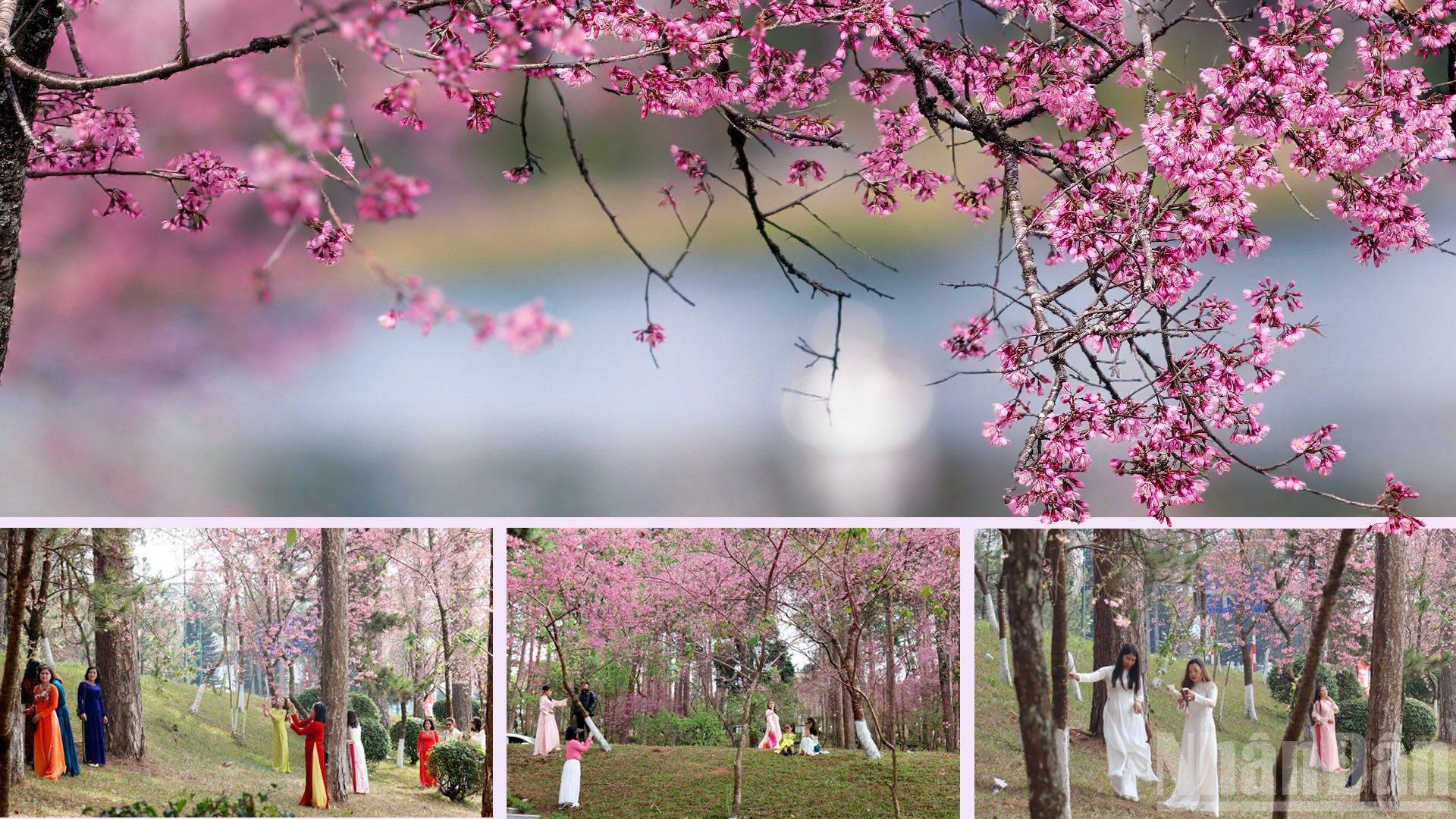 Под мягкими лучами весеннего солнца высокогорья тонкие лепестки цветов колышутся на ветру, создавая сказочно-иллюзорный пейзаж.