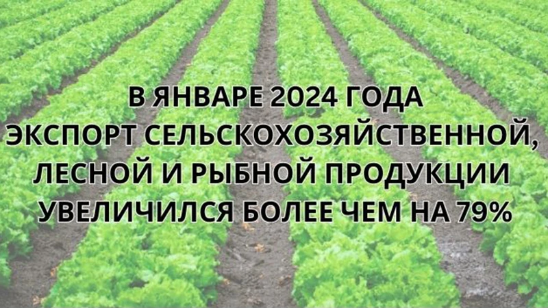 Экспорт продукции сельского, лесного и рыбного хозяйства увеличился более чем на 79%