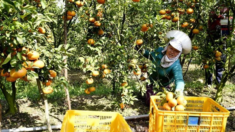 Вьетнам стремится поднять экспорт продукции растениеводства до 26 млрд долл. США