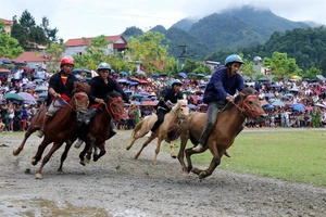 [Инфографика] Некоторые традиционные фестивали и конные скачки во Вьетнаме