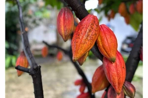 Один из ценных сортов какао, сохраняемых в акционерной компании «Azzan Cacao–Chocolate» (квартал Буонматхуот, провинция Даклак). iФото: ВИА