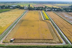 Рисово-креветочные хозяйства в деревне Ньуикам общины Виньлок провинции Камау вступают в сезон уборки урожая. Фото: ВИА