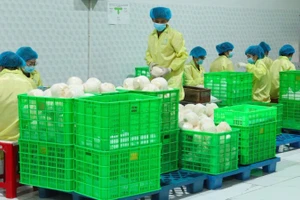 Упаковка кокосов для экспорта на предприятии в провинции Виньлонг. Фото: Минь Ань