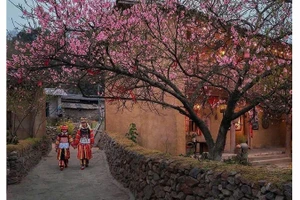  Община Лунгку весной утопает в цветении сакуры. Фото: ВИА