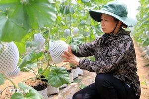 Применение израильских технологий в выращивании дынь обеспечило высокую экономическую эффективность. Фото: ВИА