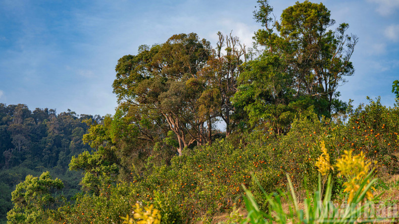 Без личного посещения трудно представить себе апельсиновый сад, раскинувшийся среди горных хребтов, укрытый пологом векового леса и формирующий особую экосистему.