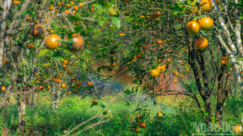 В саду выращивается сорт апельсинов из Бенче. Однако на высоте свыше 1000 метров над уровнем моря плоды приобретают особые качества.