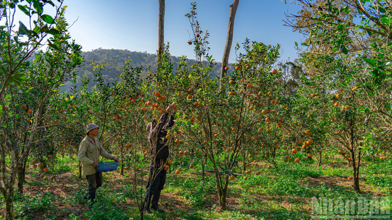 Апельсины бренда Хай Донга соответствуют органическим стандартам и реализуются на рынке как экологически чистая продукция.