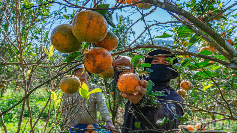 Сезон сбора урожая начинается в конце января и продолжается более двух месяцев.