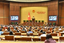 Общий вид дискуссии 20 ноября. Фото: Данг Кхоа