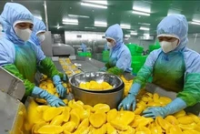 Рабочие обрабатывают манго для экспорта на фабрике акционерного общества по производству фруктов и овощей Анжанг в провинции Ламдонг Фото: ВИA