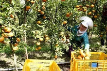 Вьетнам стремится поднять экспорт продукции растениеводства до 26 млрд долл. США