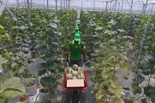 Сельскохозяйственная продукция должна отвечать высоким требованиям рынка, чтобы выйти на рынок Нидерландов и Северной Европы.
