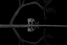 Впечатляющие работы, выигравшие призы на «World Nature Photography» 2024 г.