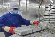 Рабочий обрабатывает креветки для экспорта на компании Минь Фу в провинции Камау. Фото: ВИА