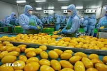 Обработка продуктов из манго для экспорта на фабрике АО «Фрукты и овощи Анжанг» в провинции Ламдонг. Фото: ВИA