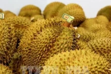 Экспорт дуриана – яркая точка на картине экспорта сельских продуктов Вьетнама.