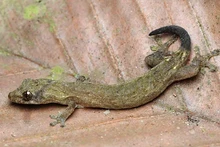 Новый вид геккона Hemiphyllodactylus cattien. Фото: Российско-вьетнамский тропический центр