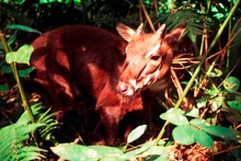 Вьетнамская саола. Фото: WWF