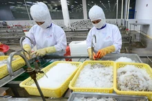 Переработка морепродуктов для экспорта в АО Cafatex Хаужанг. Фото: Куок Туан