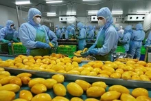 Манго, обработанное для экспорта в акционерной компании по производству продуктов питания и овощей в Анжанге. Фото: ВИA