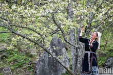 Давайте заблудимся в сказочно красивых цветущих грушевых садах в Наханг 
