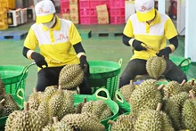 Экспорт дуриана – яркая точка на картине экспорта сельских продуктов.