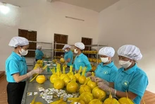Рабочие упаковывают помело для экспорта.