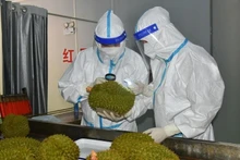 Китайские таможенные сотрудники проверяют партию дуриана из Вьетнама. Фото: Guangxi Daily Media Group