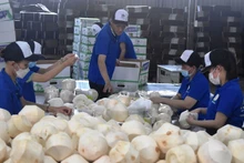 Упаковка кокосов для экспорта
