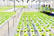 Ферма DelcoFarm в общине Нгуетдык уезда Тхуантхань провинции Бакнинь. 