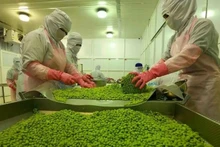 Рабочие обрабатывают соевые бобы на заводе АО по производству продуктов питания и овощей в провинции Анжанг. Фото: ВИA 