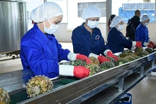 Переработка ананасов на заводе АО «Донгжао» (провинция Ниньбинь). Фото: Дык Кхань