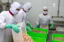 В апреле экспорт вьетнамских креветок на рынок ЕС вернулся к росту. Фото: ВИА