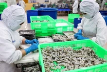 Предварительная обработка креветок на заводе компании COFIDEC в г. Хошимин. Фото: ВИА