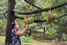 Сад дуриана Ri6 вступает в сезон сбора урожая. Фото: ВИА 
