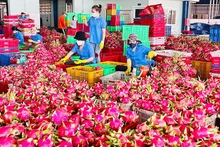 Обработка питайи на экспорт в Биньтхуане. Фото: Кьеу Ханг