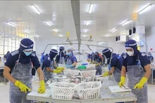 Рабочие на предприятии Cuu Long Fish JSC в провинции Анжанг. Фото: ВИA