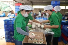 Упаковка экспортных свежих кокосов в ООО «Mekong Fruit» в общине Хыудинь уезда Тяутхань провинции Бенче. Фото: ВИА